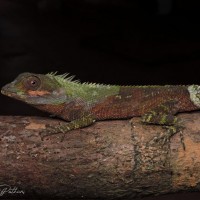 Calotes liolepis Boulenger, 1885